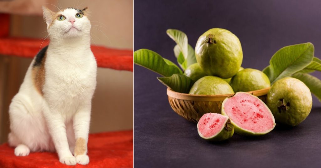  Guava Safe for Cats